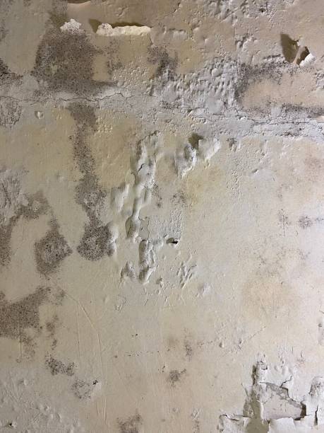 Professional Mold Removal in Athens, IL