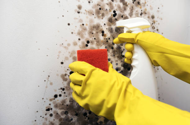 Best Crawl Space Mold Removal  in Athens, IL
