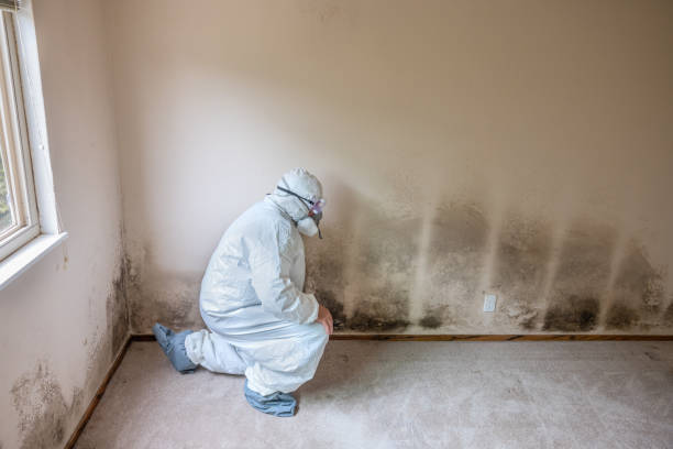 Best Mold Remediation  in Athens, IL